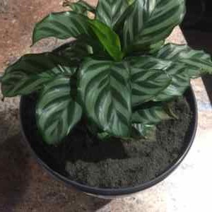 indoor plant using rock dust